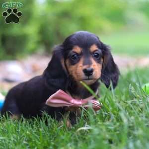 Barbie, Dachshund Puppy